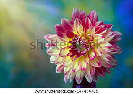 Beautiful pink, red and yellow Dahlia flower with curving petals  closeup