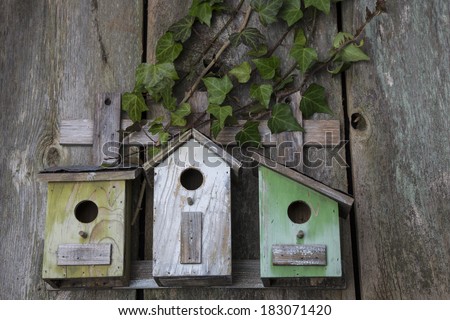 Beautiful birdhouses with English Ivy on old wooden fence