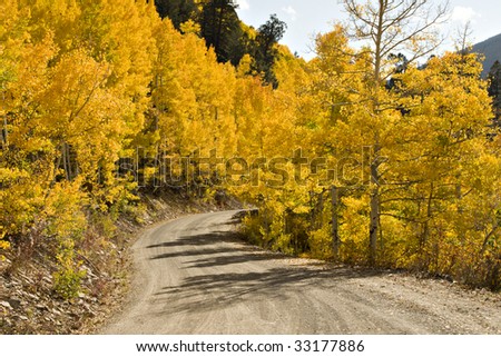 Beautiful golden Aspens alongside rural unpaved Colorado road with beautiful cloudy blue skies