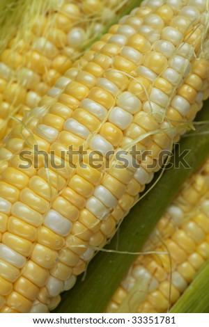 Fresh Corn directly from the garden showing yellow and white kernels, silks, and husks.  Ready to cook and eat.