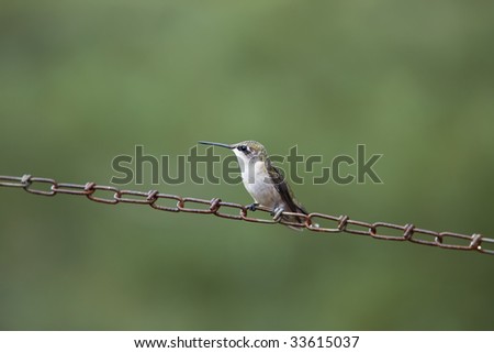 Female Ruby Throated Hummingbird sitting on a rusty chain in front of natural green background