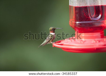 Beautiful male Ruby Throated Hummingbird perched on red bird feeder.
