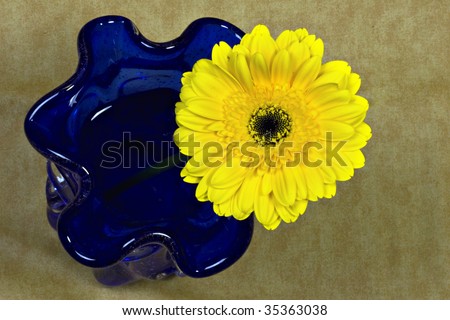 Beautiful fresh yellow Gerber Gerbera Daisy in scalloped cobalt blue vase.