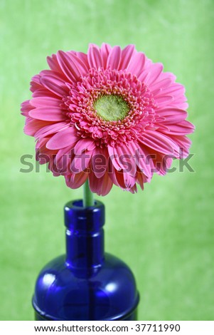 Pink+gerbera+daisies+wallpaper