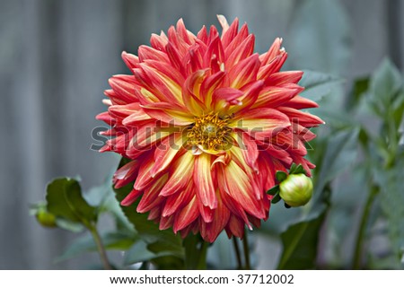 Beautiful Orange and Yellow Dahlia close up with natural green background.