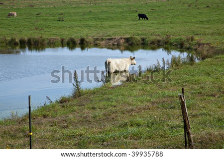 Large white cow cooling off in farm pond surrounded by pasture and grazing cattle