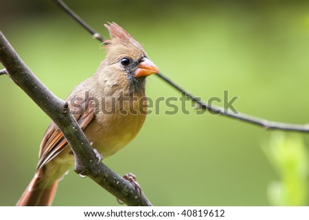 beautiful northern cardinal sitting in bare dogwood tree beautiful northern cardinal sitting in bare dogwood tree stock photo 40819612 beautiful northern cardinal sitting in bare dogwood tree beautiful northern cardinal sitting in bare dogwood tree stock photo 40819612