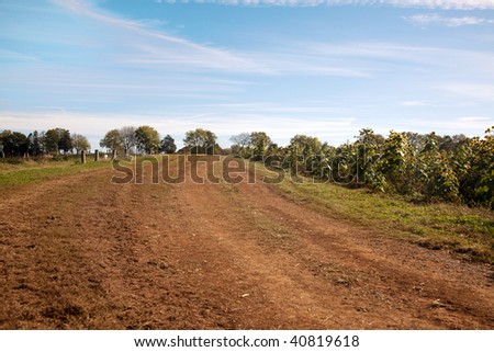 Red Clay Dirt Farm Road with Sunflowers, trees and blue sky