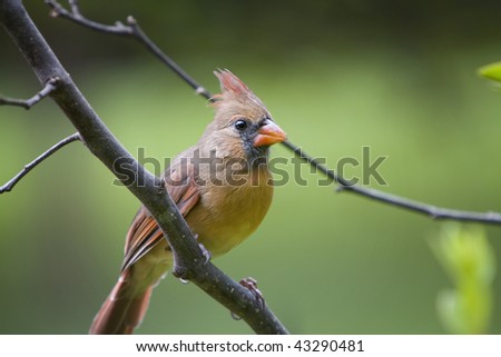 beautiful northern cardinal sitting in bare dogwood tree beautiful northern cardinal sitting in bare dogwood tree stock photo 43290481 beautiful northern cardinal sitting in bare dogwood tree beautiful northern cardinal sitting in bare dogwood tree stock photo 43290481