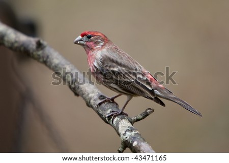 Beautiful colorful male House Finch on limb with moss and lichens