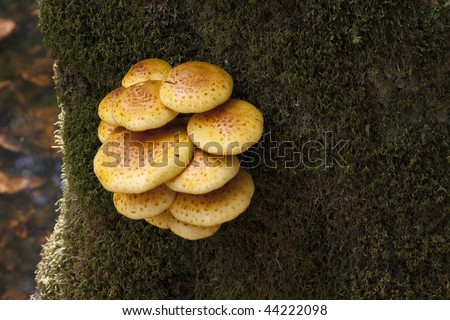 Beautiful yellow shelf or bracket fungus growing on large moss covered tree
