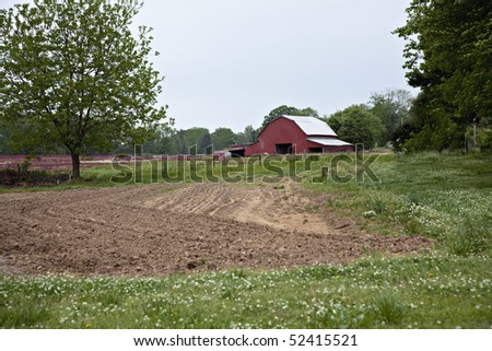 Beautiful red barn with plowed garden, white and red clover.