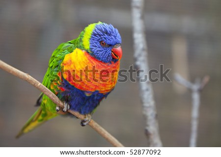 Beautiful Lorikeet bird sitting on limb showing colors of  red, yellow, green, orange and blue