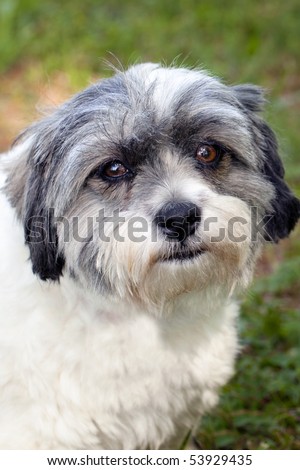 Beautiful little black and white Jack Russell Terrier and Shiz Tsu mix dog with big brown eyes outdoors