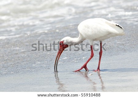 Beautiful white Ibis bird with orange bill and legs feeding in the surf on sandy beach