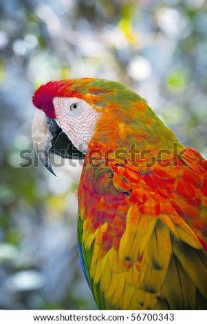 Beautiful colorful Parrot with colors of green, orange, red, yellow and blue