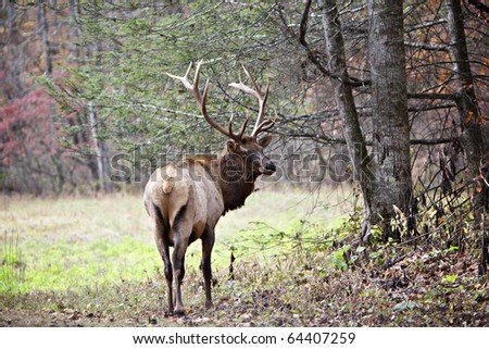Beautiful male Elk with large antlers standing at the edge of meadow and forest