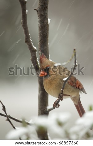 beautiful northern cardinal sitting in bare dogwood tree beautiful northern cardinal sitting in bare dogwood tree with snow falling stock photo beautiful northern cardinal sitting in bare dogwood tree beautiful northern cardinal sitting in bare dogwood tree with snow falling stock photo