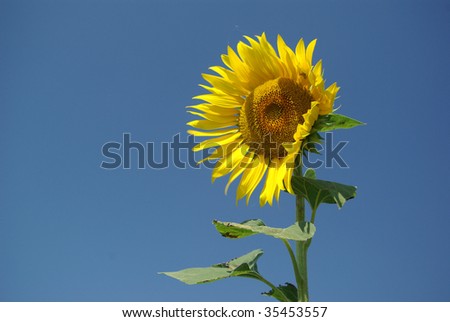 Stand alone Sunflower