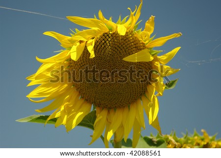 Stand-alone sunflower
