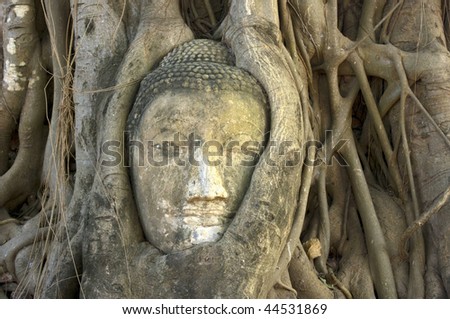 buddha fig tree