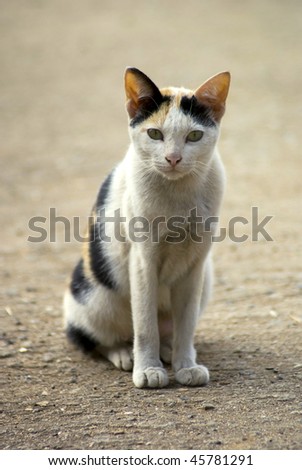 Cat outside with a grey street background. Tight depth of field, highlighting the cat\'s eyes and nose area