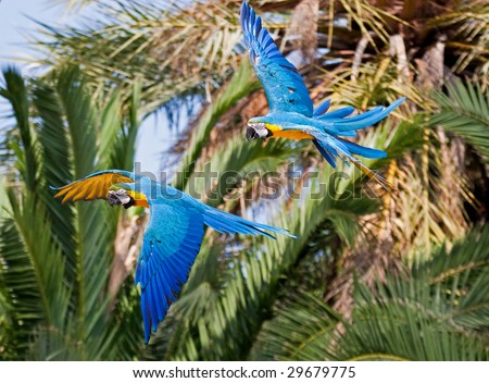 Macaws+in+flight