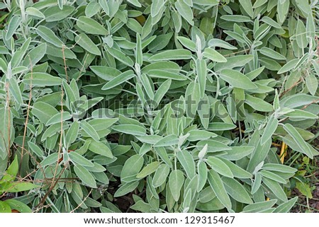 plant of common sage, salvia officinalis, in vegetable garden