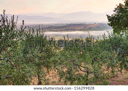 olive tree cultivation in Umbria , Italy - landscape at dawn with olive orchard and foggy valley on background