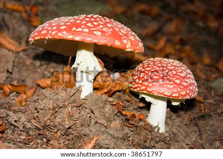 amanita muscaria, red whit white pois, poisonous mushroom in the wood