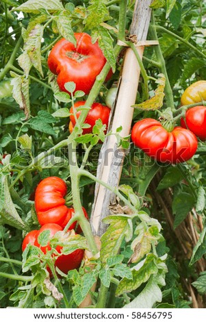 Cultivation Of Tomatoes In Vegetable Garden In Italy - Red And ... Cultivation Of Tomatoes In Vegetable Garden In Italy - Red And ...