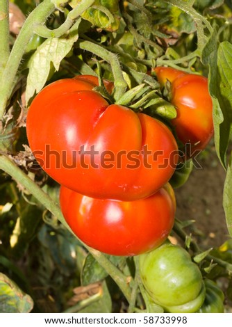 tomatoes reds and matures, cultivation in vegetable garden in italy, italian agriculture