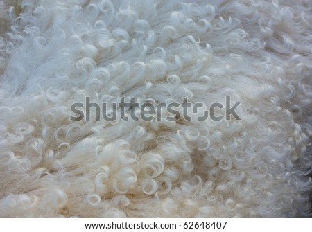 sheep skin texture, pure natural soft raw wool, softness