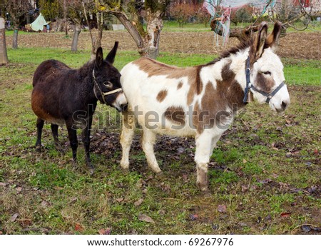 donkey mother and daughter, couple of pets in italian farm, adult and young domestic animal