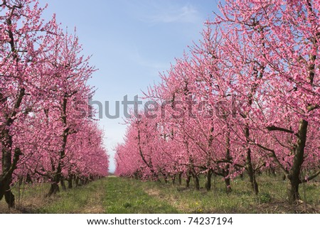 spring in the countryside - orchards of peach with pink flowers - blooming farmland