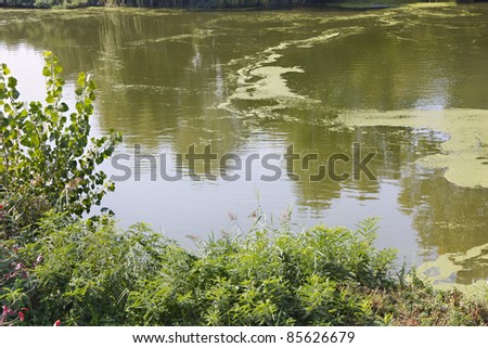quiet river with shadows of tree and algae - pond with backwater - green water in wetlands