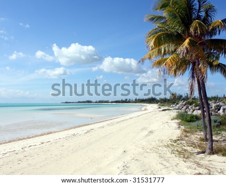 Sunny bay with palms