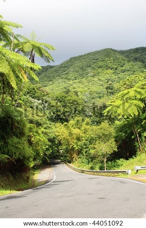 jungle road