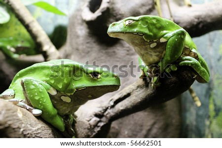giant Waxy Monkey Tree Frog