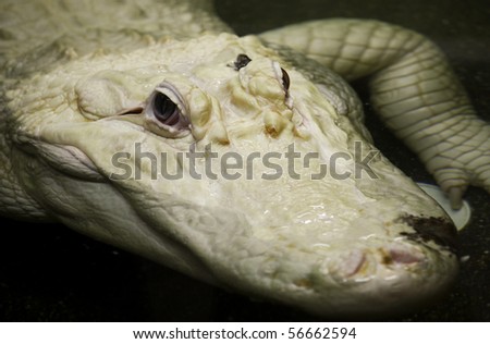 albino alligator-skin changes