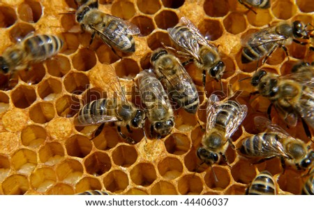 bees inside hive - with some motion blur