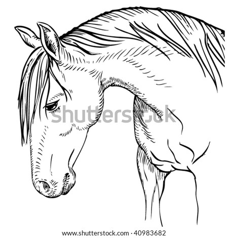 stock vector : Beautiful horse drawing