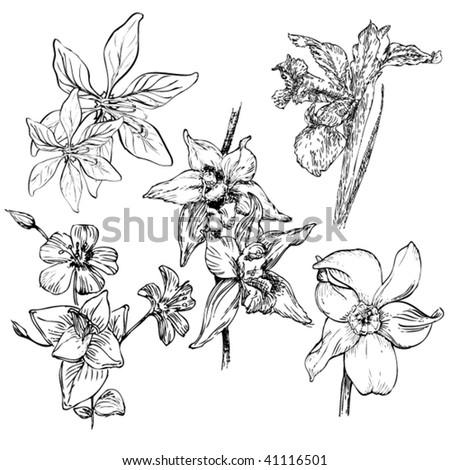Drawn Flowers Stock Vector Illustration 41116501 : Shutterstock