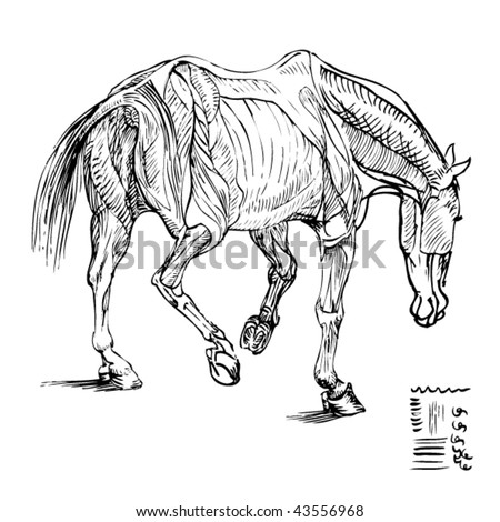 Equine Anatomy Images