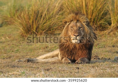 Lion male (Panthera leo) resting in Busanga Plains of Kafue National Park, Zambia