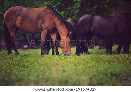 Horse feeding outdoors