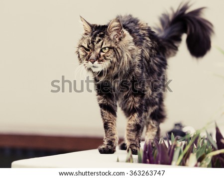 Angry old tabby cat