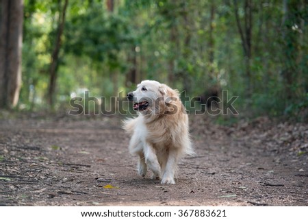 Golden Retriever dog running along path in forest