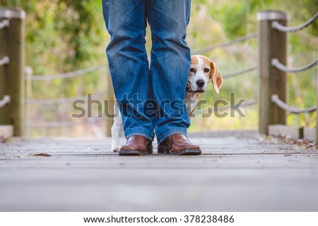 Shy beagle hiding behind mans legs