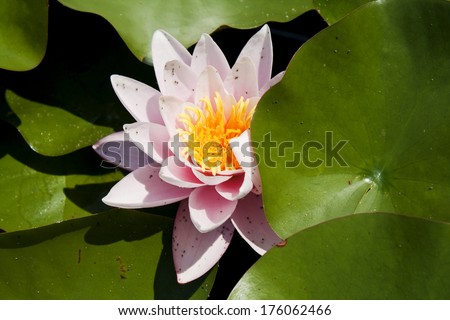 Pink water-lily. Water Lily flower and green leafs.